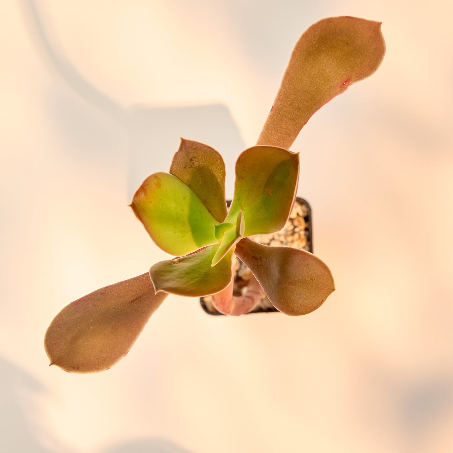 Echeveria patriotica