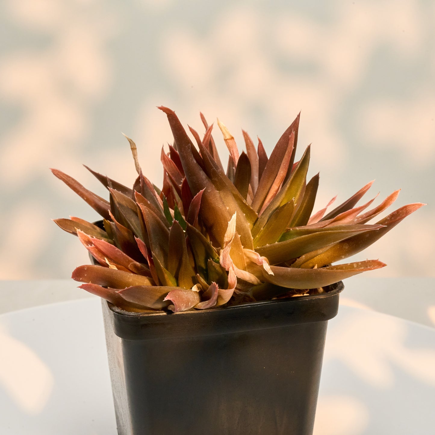 Aloe cv. "Black Gem", Hybride