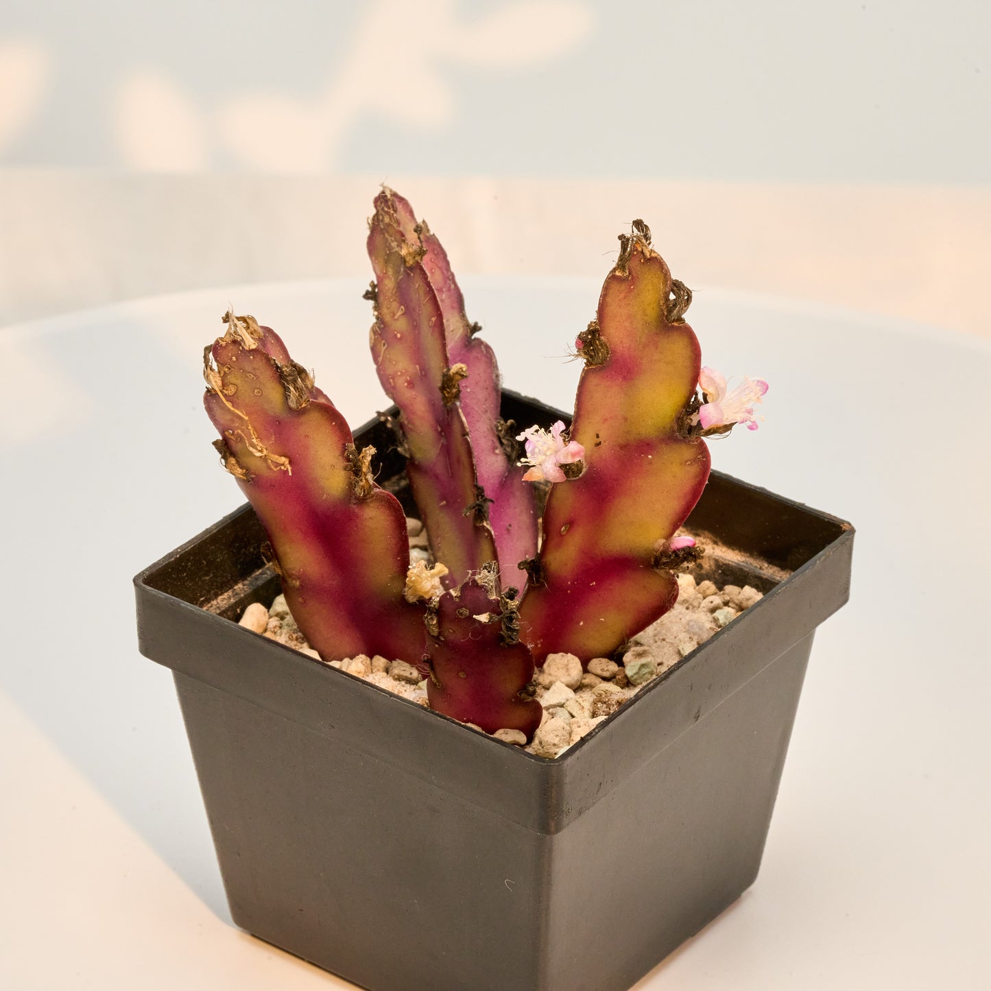 Lepismium (Rhipsalis) cruciforme
