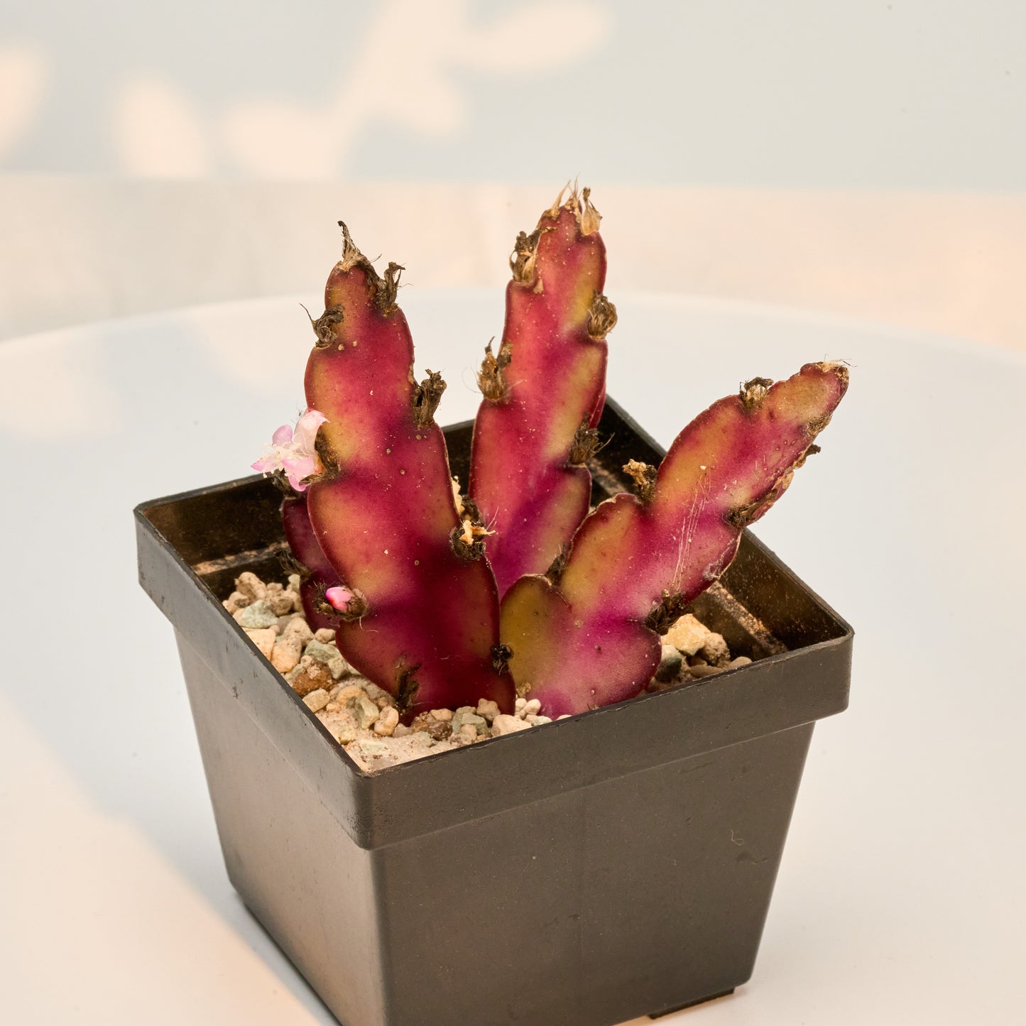 Lepismium (Rhipsalis) cruciforme