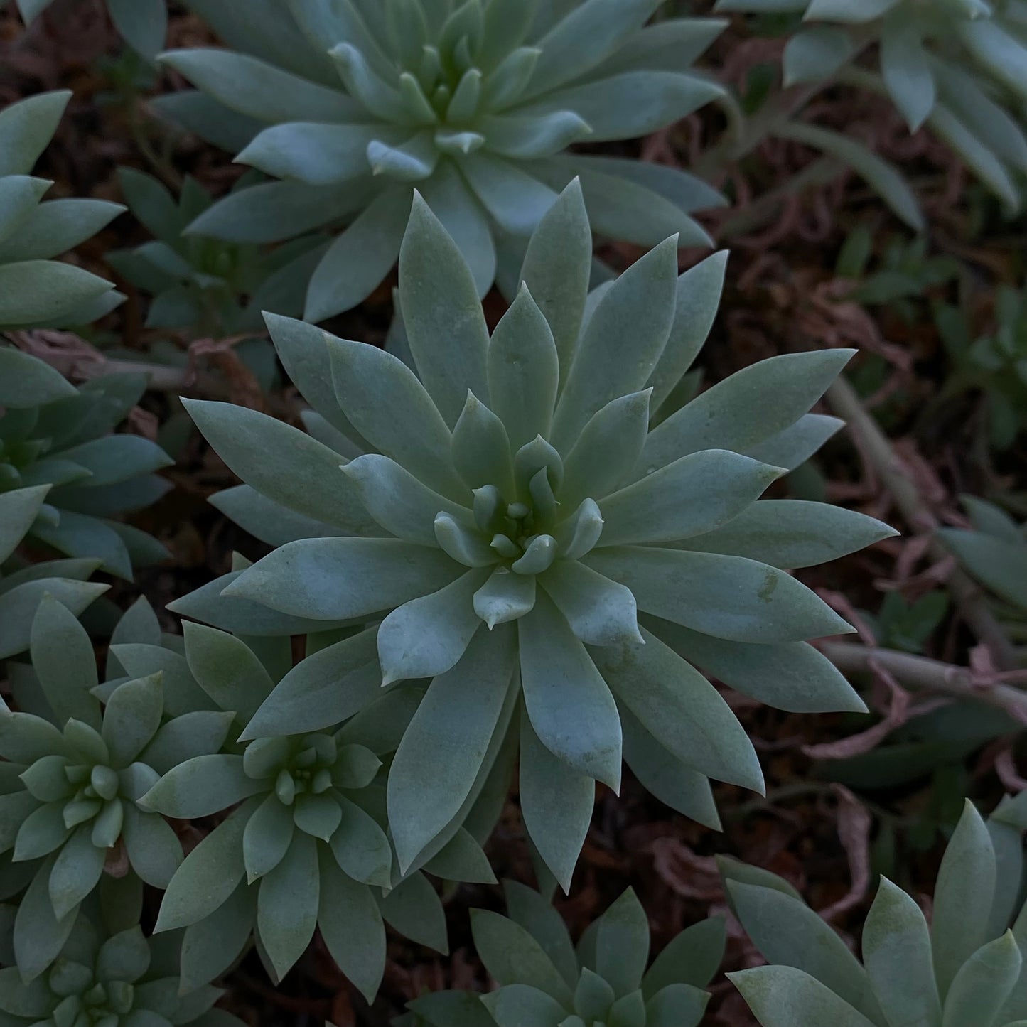 Sedeveria cv. "Fanfare"