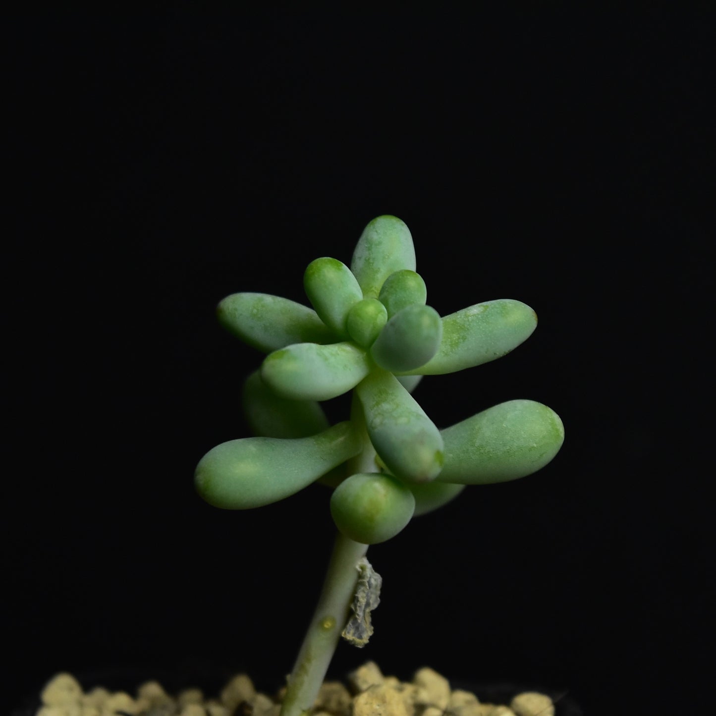 Sedum pachyphyllum