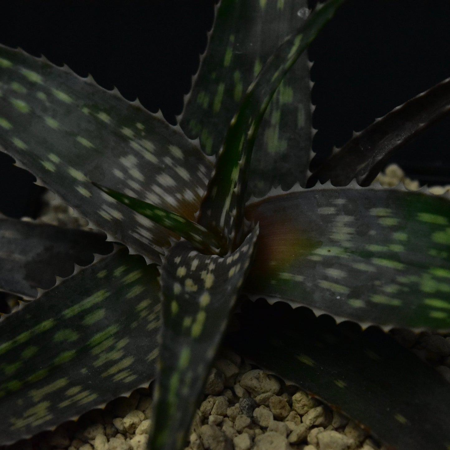 Das Bild zeigte eine Pflanze der Gattung aloe deltoideodonta v. candicans