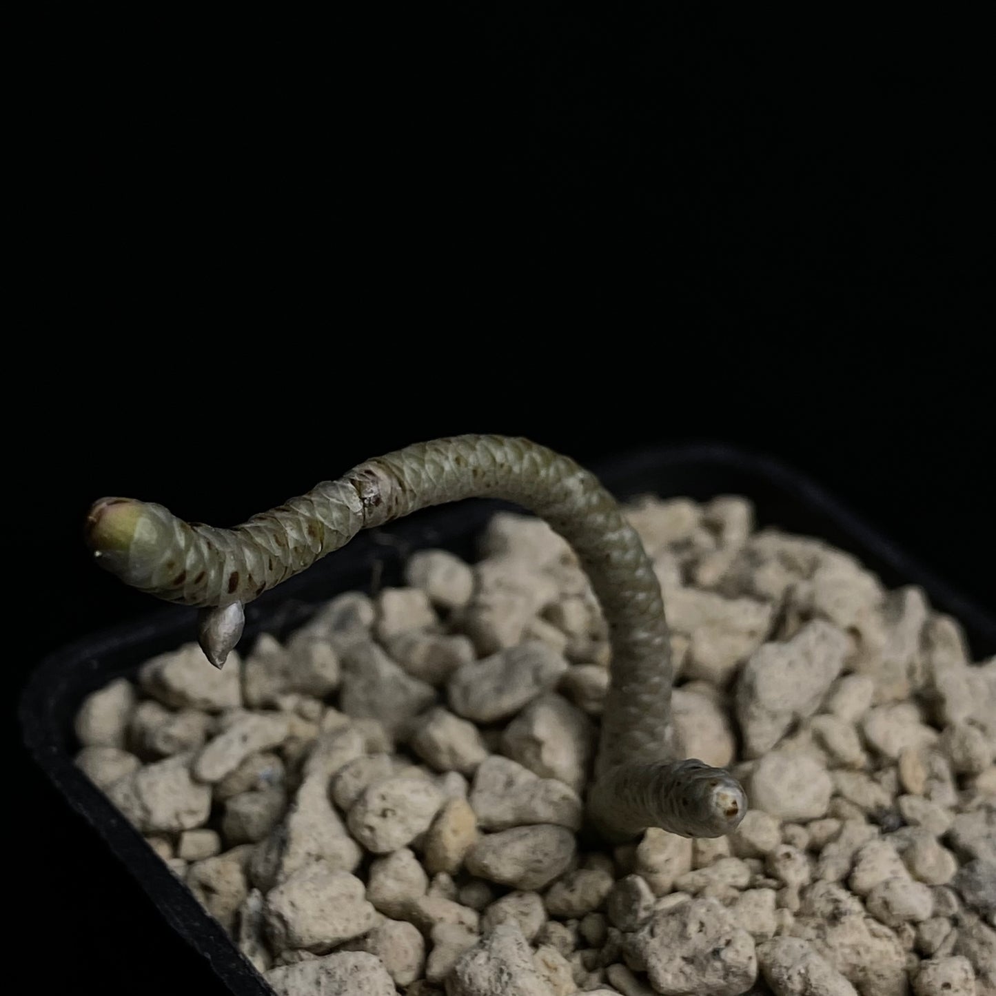 Das Bild zeigt eine Pflanze aus der Art Avonia grisea