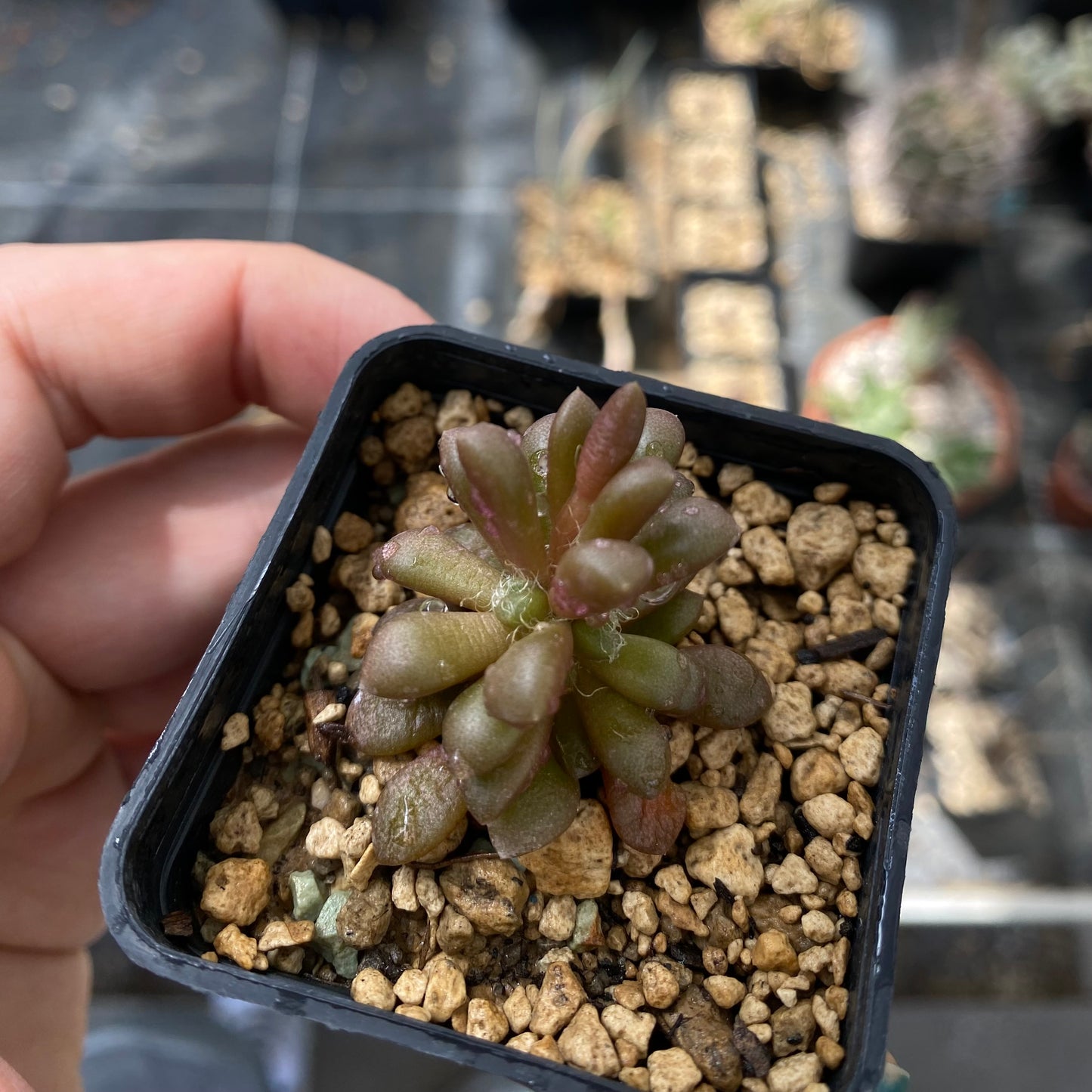 Das Bild zeigt eine Pflanze der Art Anacampseros vanthielii