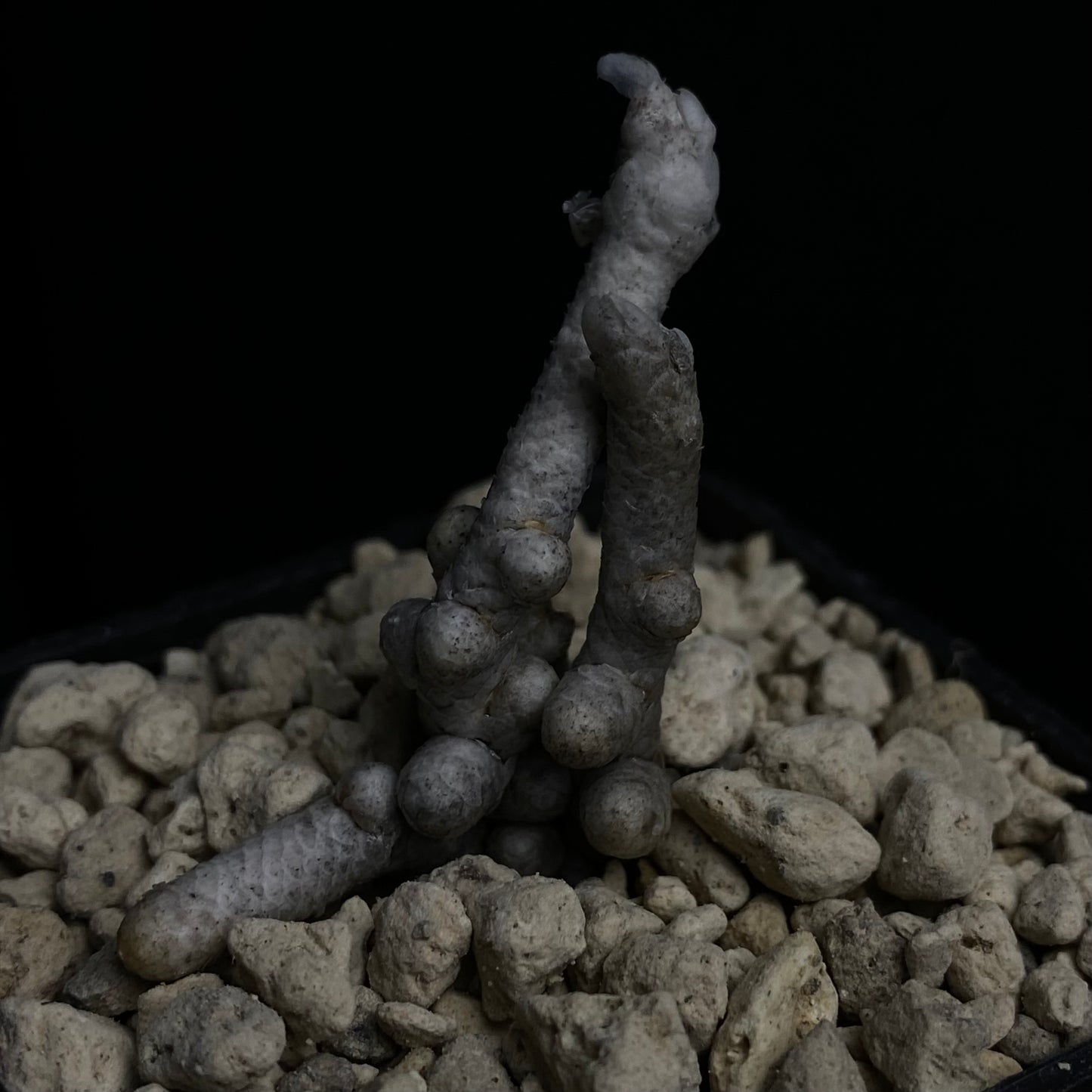 Das Bild zeigt eine Pflanze der Art Avonia aff. prominens