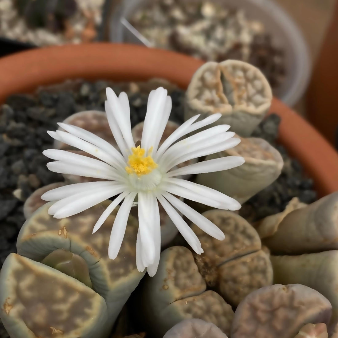 Das Bild zeigt eine blühende Pflanze der Art Lithops karasmontana