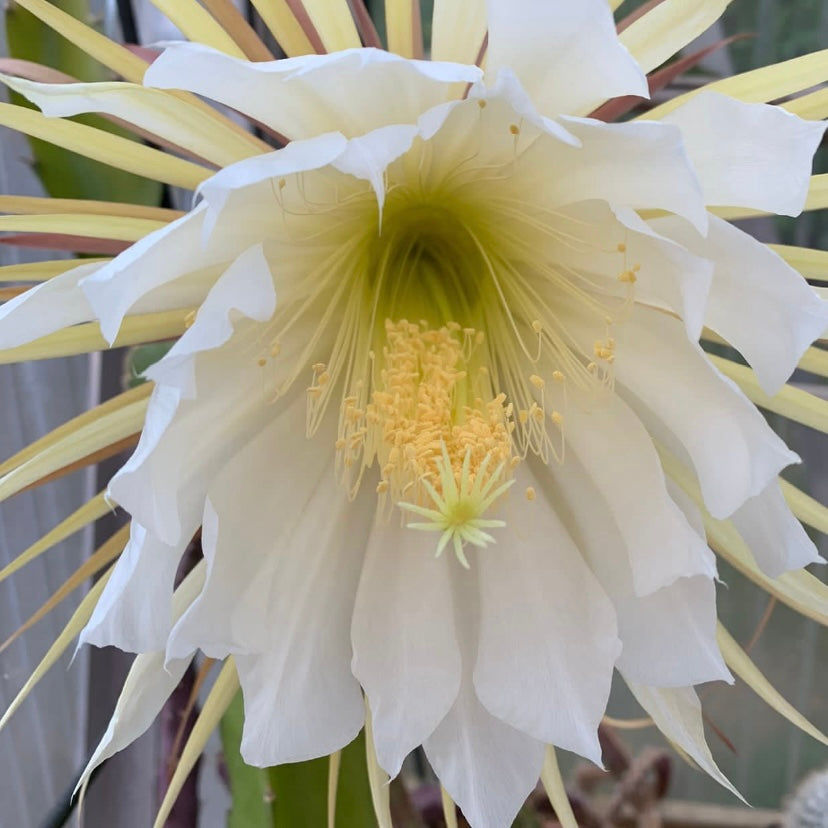 Selenicereus validus