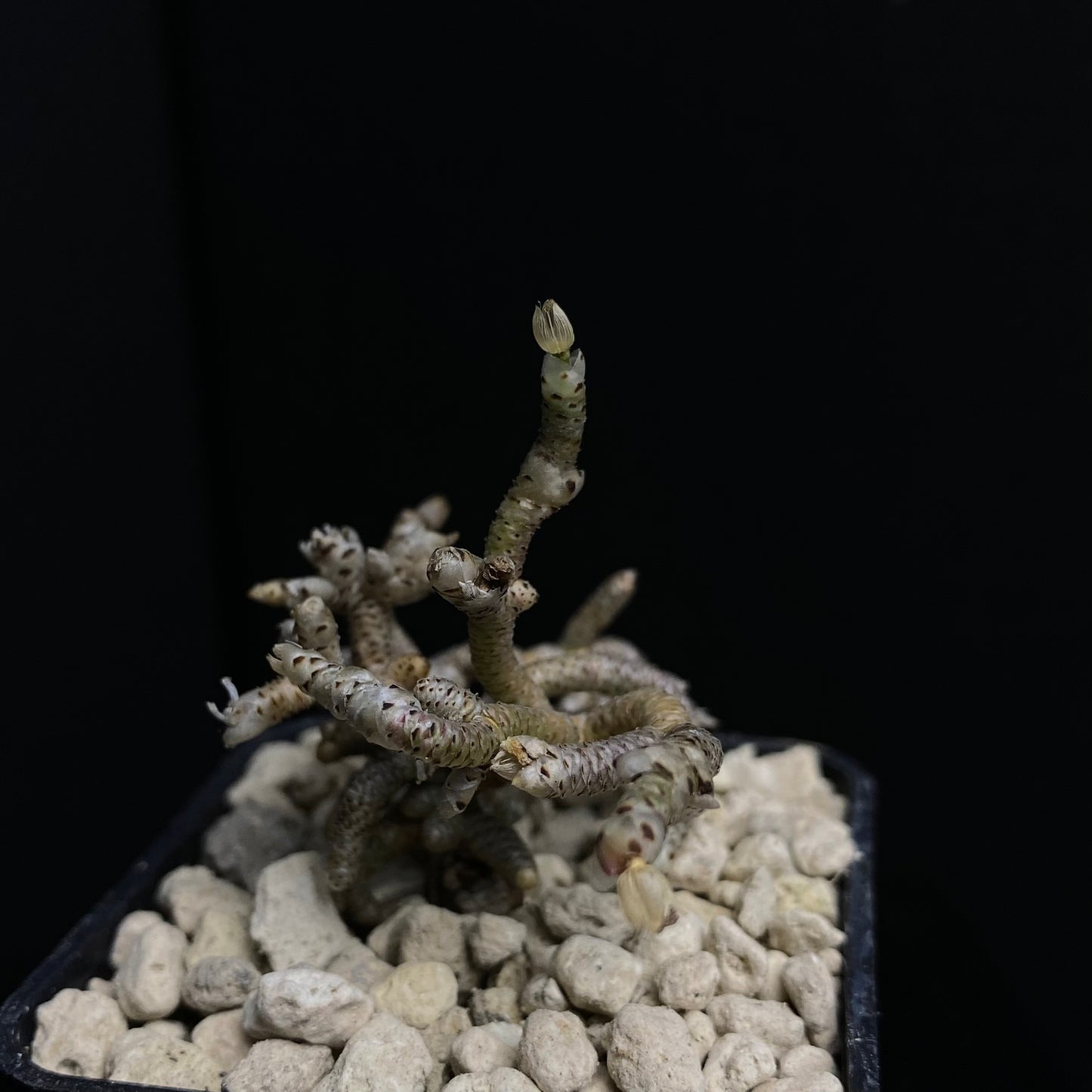 Avonia ustulata (Pampoenpoort)