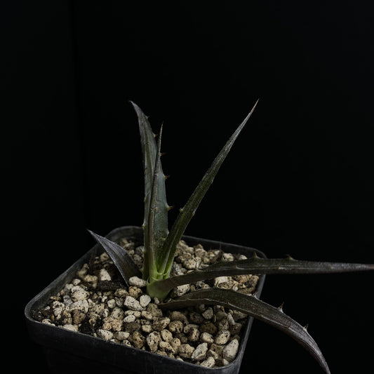 Hechtia scariosa