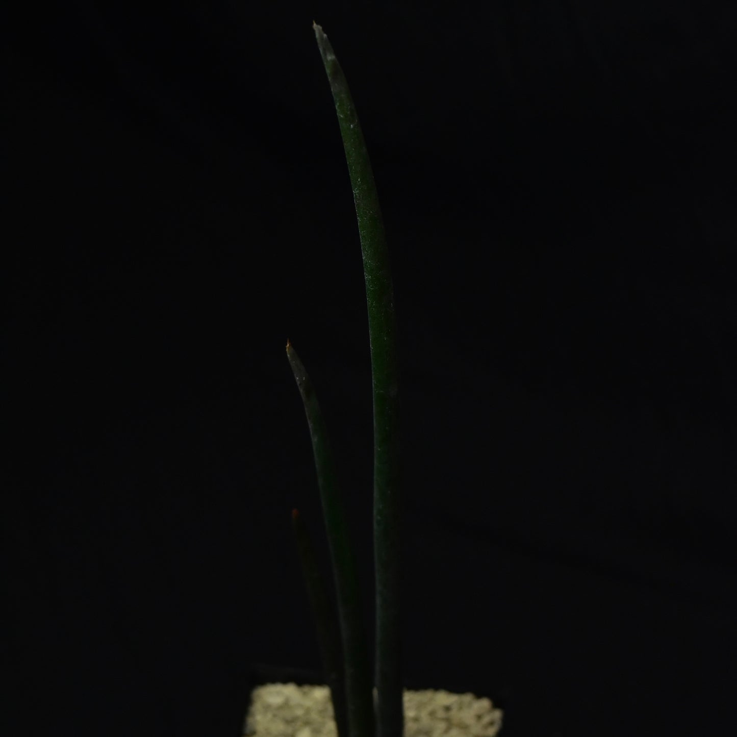 Aloe suzannae