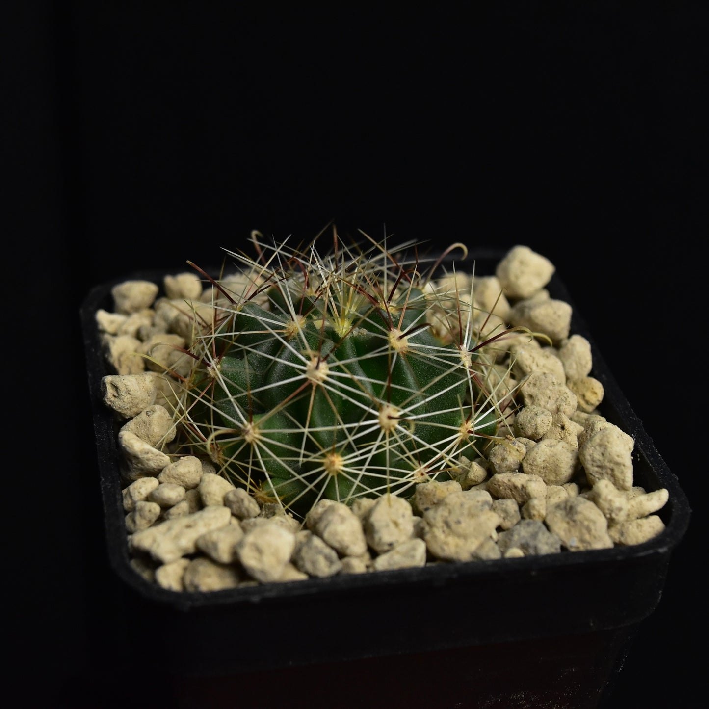 Thelocactus setispinus