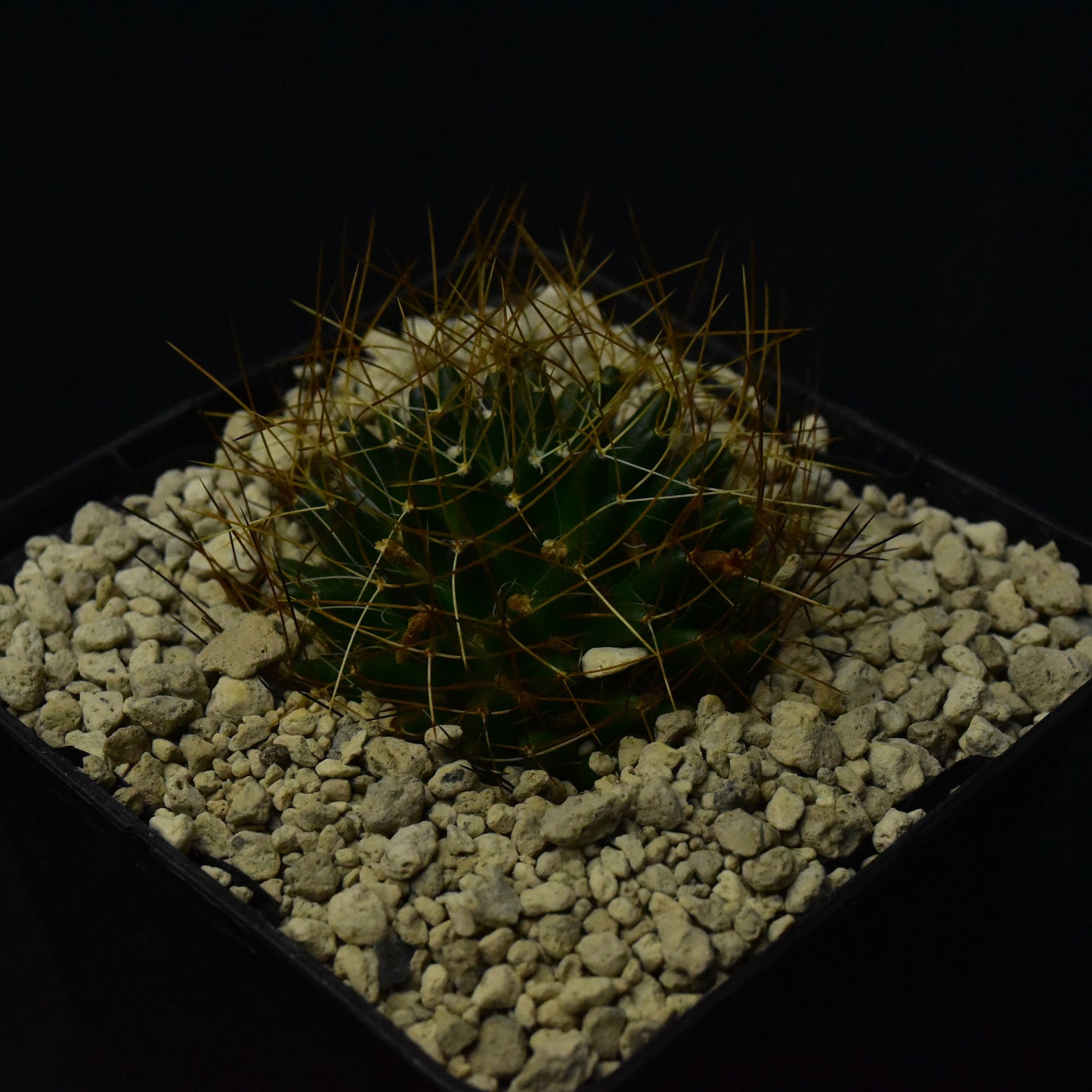 Dolichothele camptotricha cv. marnier-lapostollei
