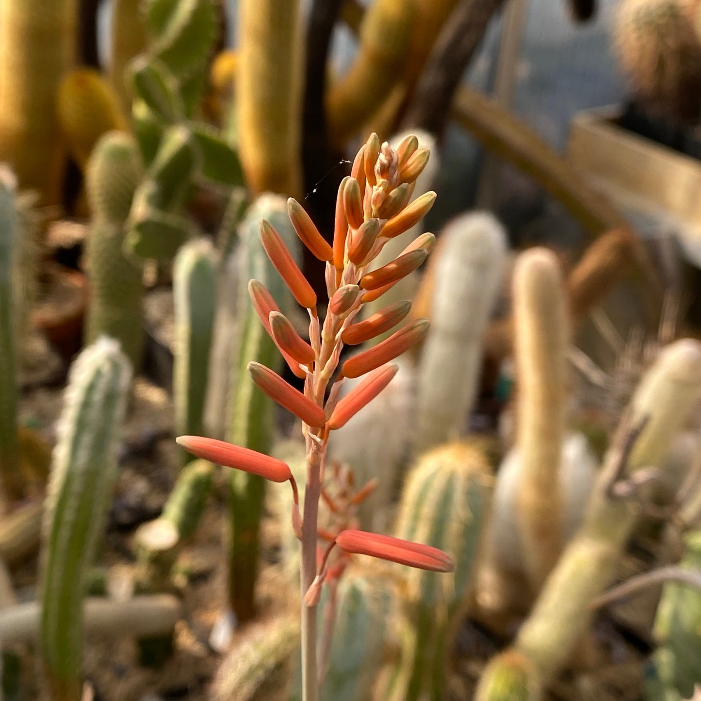 Aloe delphinensis (Fort-Dauphin, Mad.)