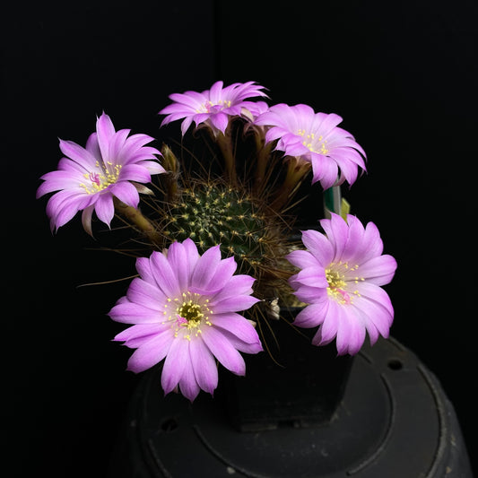 Lobivia wrightiana