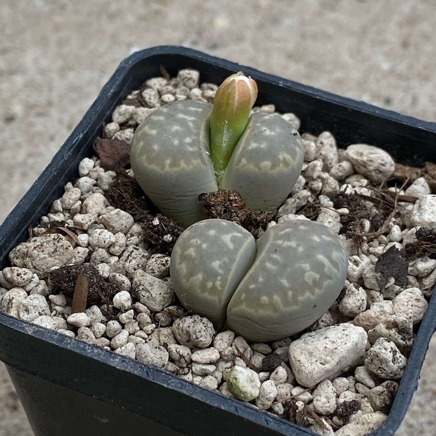 Lithops marmorata F130A
