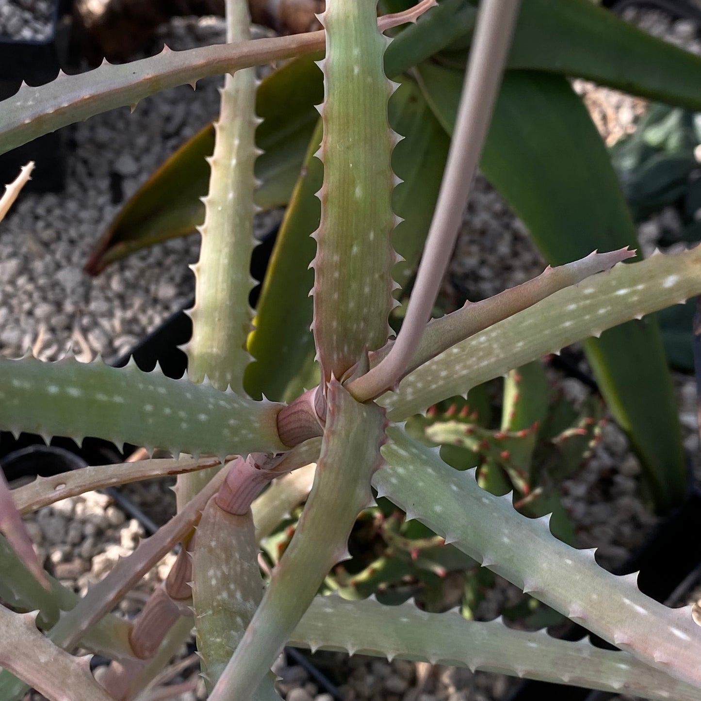 Aloe delphinensis (Fort-Dauphin, Mad.)