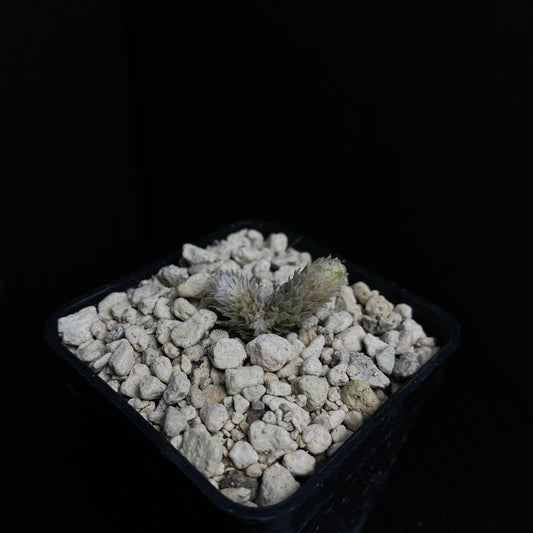 Avonia recurvata (15km S von Pofadder)