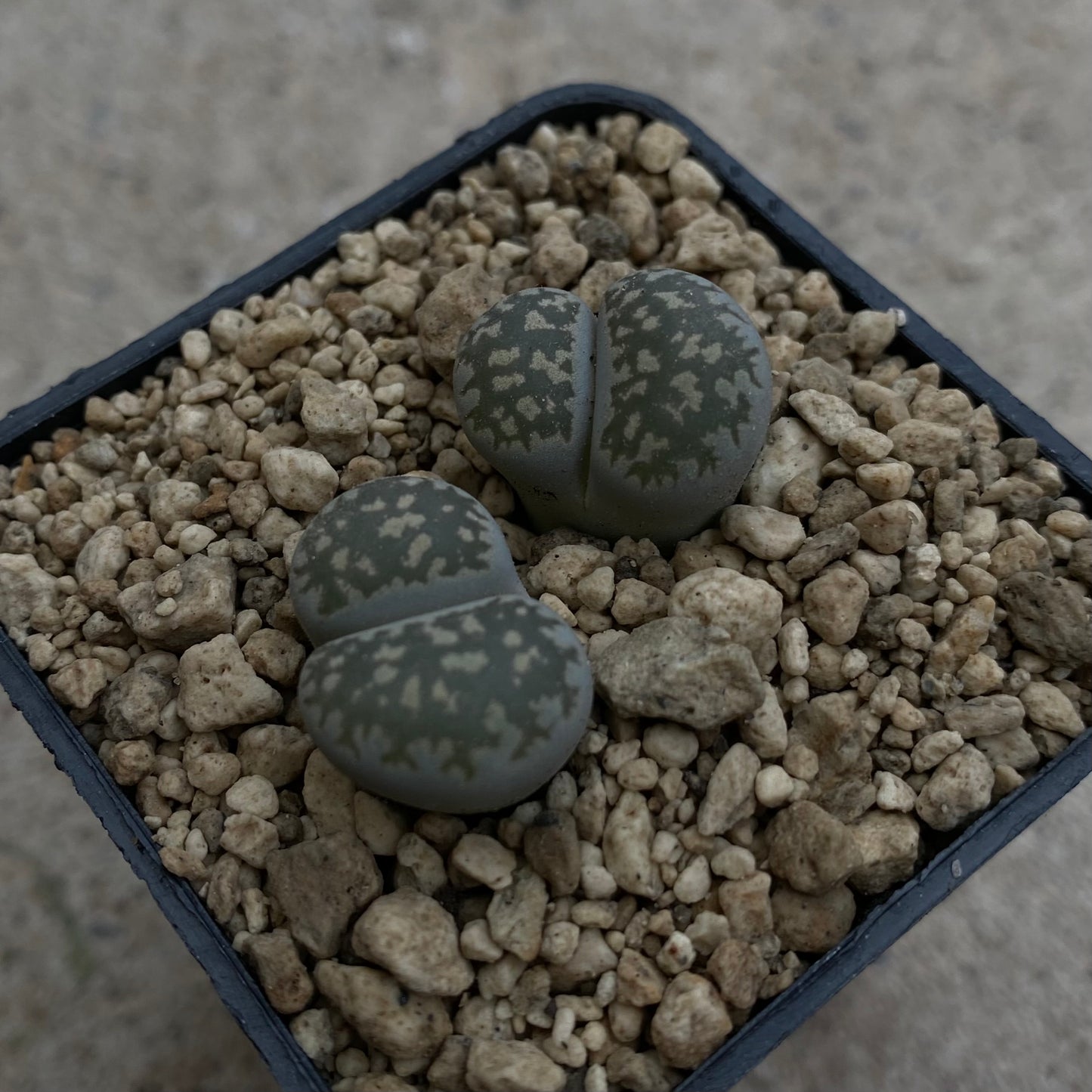 Lithops salicola C351