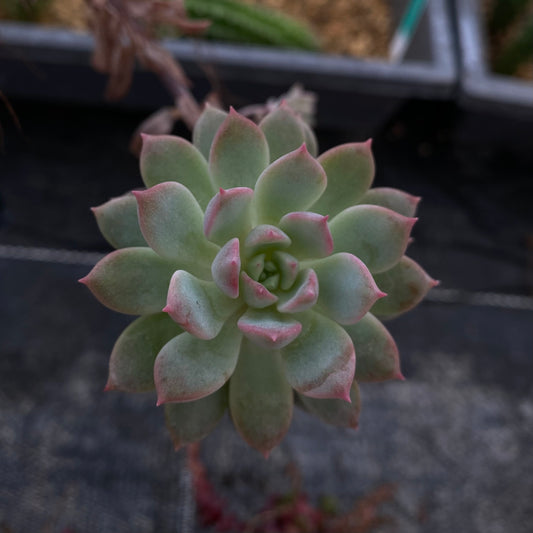 Echeveria prolifica
