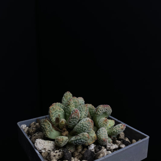 Crassula ausensis ssp. titanopsis