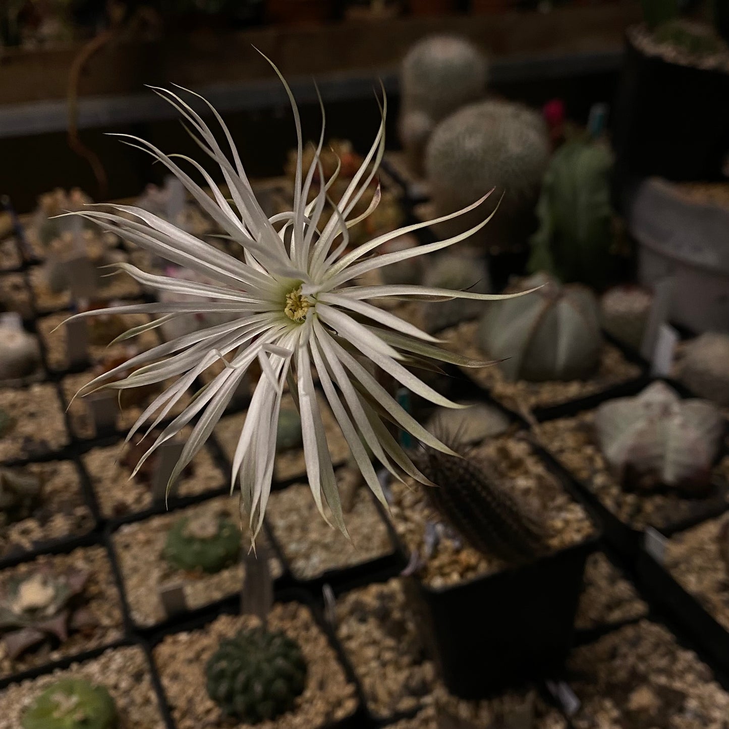 10 Samen - Setiechinopsis mirabilis