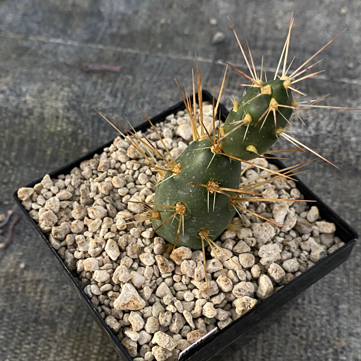 Maihueniopsis neuquensis 'Goliath'