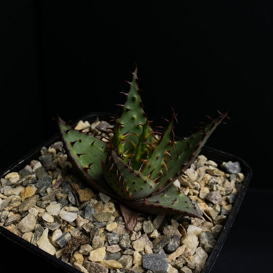 Aloe broomii