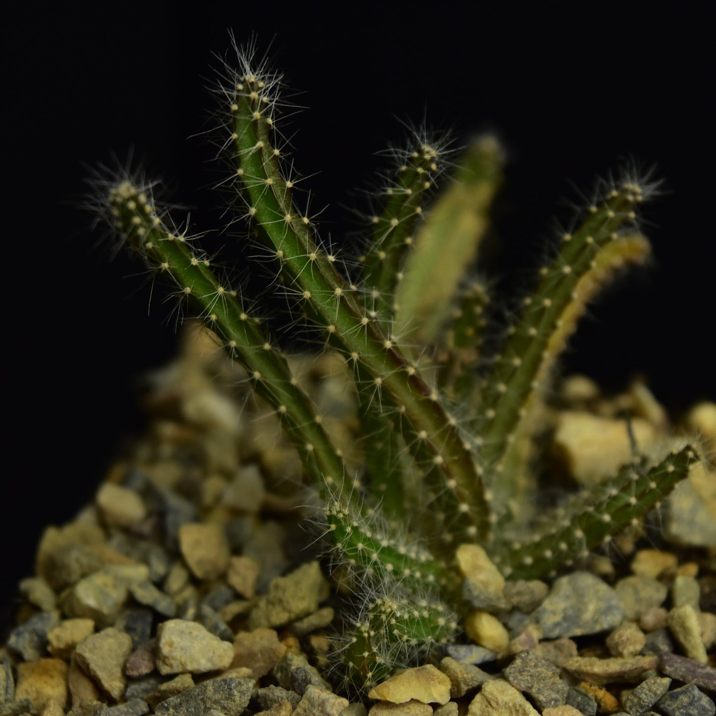 Selenicereus validus