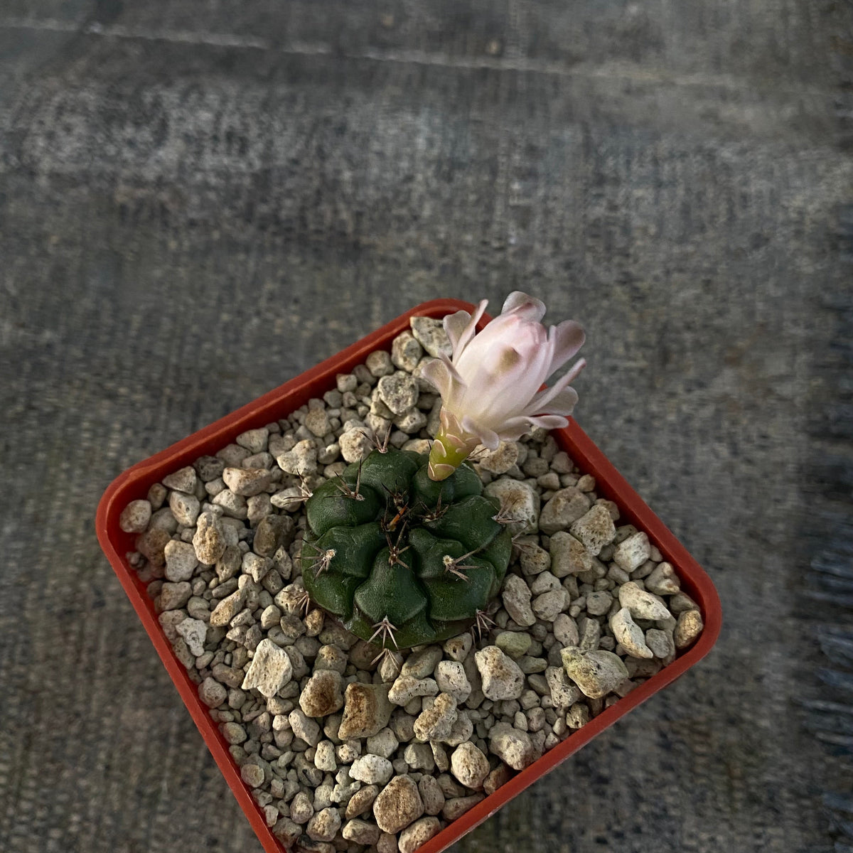 Gymnocalycium anisitsii ssp. volkeri (VoS039)