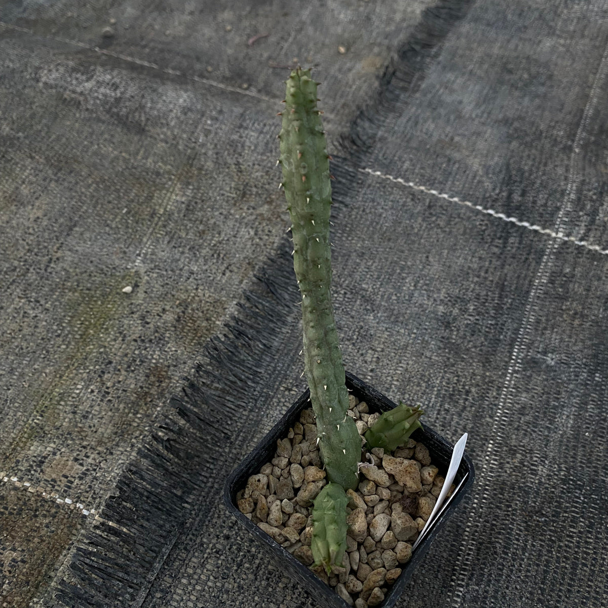 Huernia procumbens