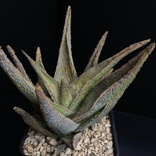 Aloe cv. Corduroy (Karen Zimmerman)