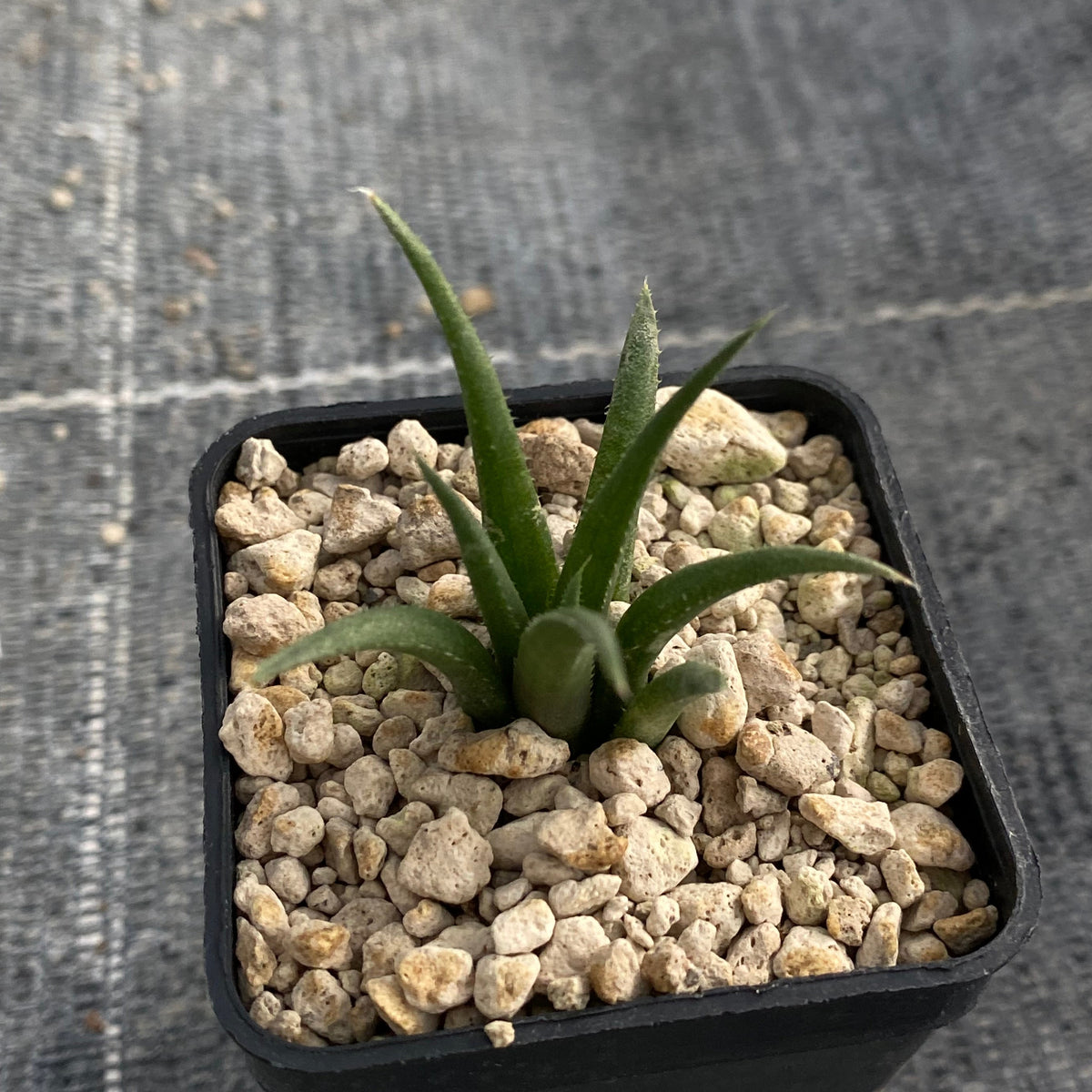 Haworthia angustifolia v. paucifolia IB06981