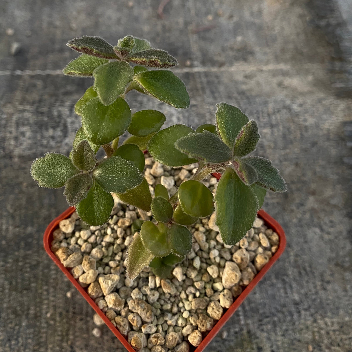 Plectranthus sp. 'Maktau' (RM790)