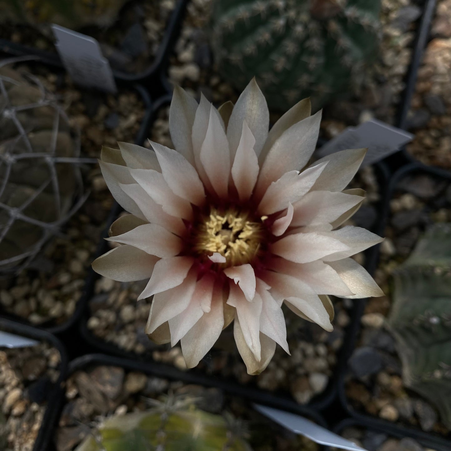 10 Samen - Gymnocalycium triacanthus STO358 (ex. Ingo Breuer)