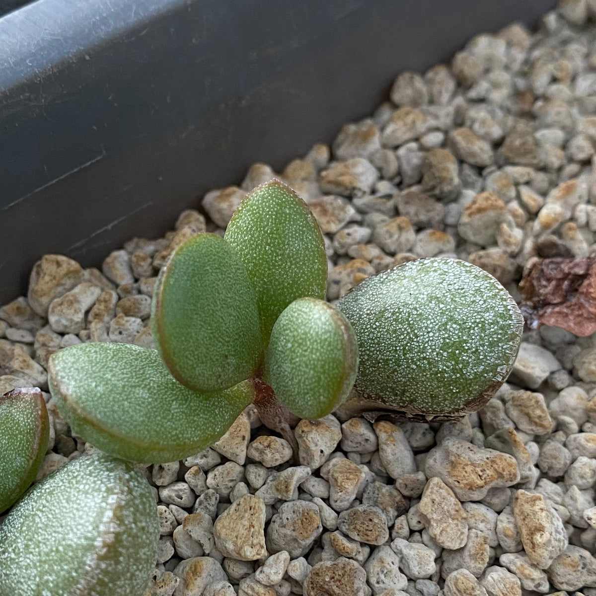 Adromischus haemisphericus
