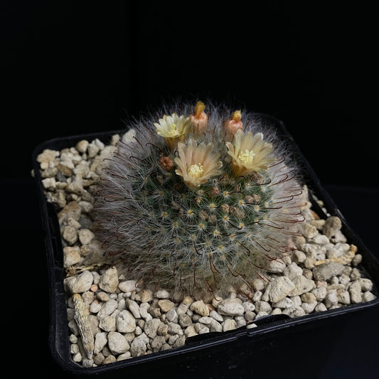 Mammilaria bocasana v. rubriflora