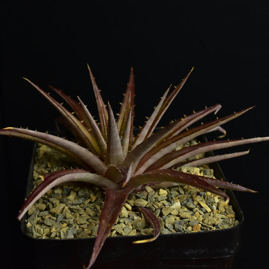 Dyckia brachyphylla
