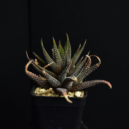 Haworthia attenuata (cv?)