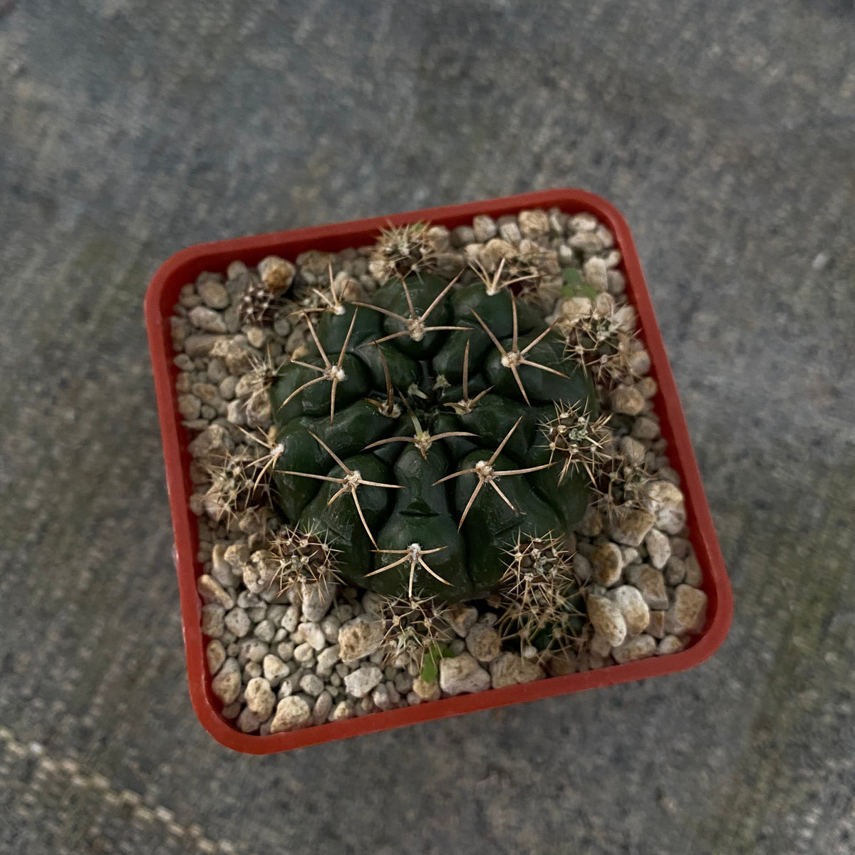 Gymnocalycium damsii v. multiproliferum