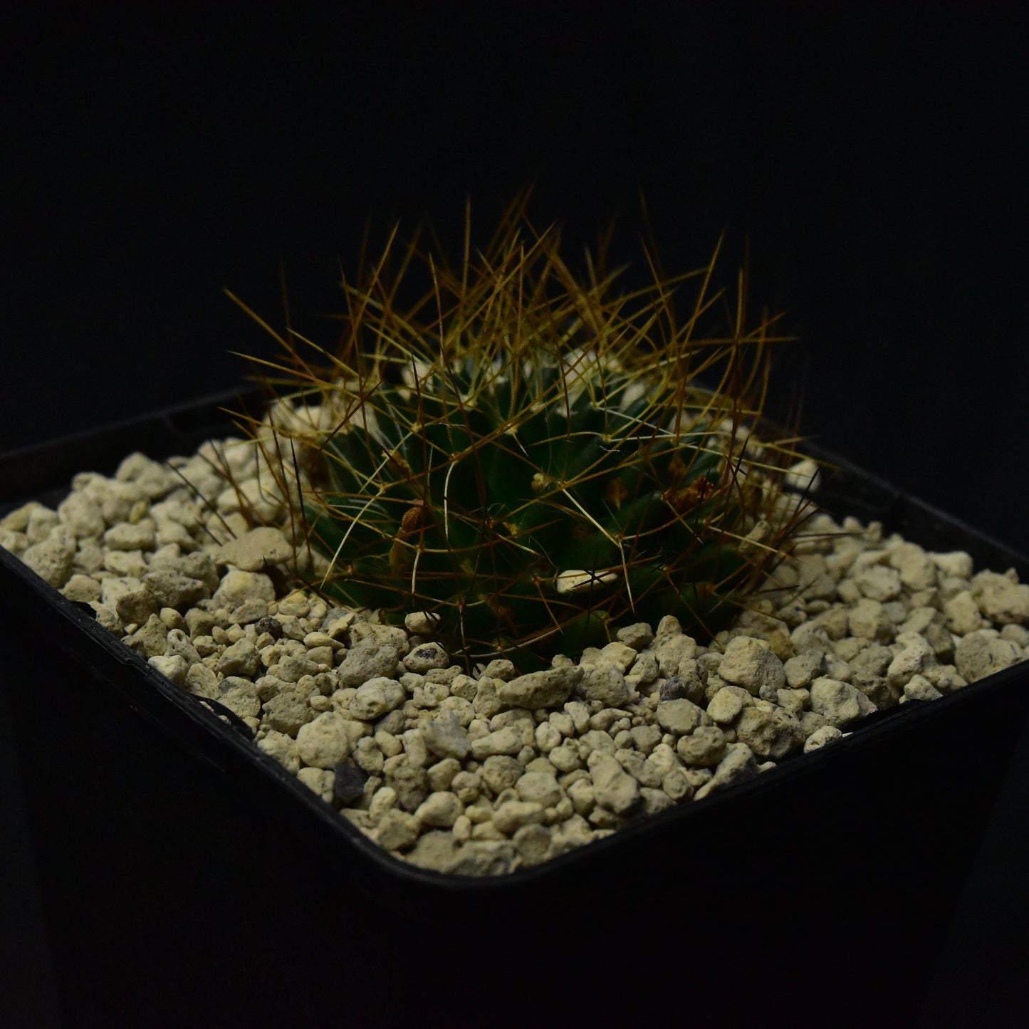 Dolichothele camptotricha cv. marnier-lapostollei