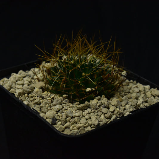Dolichothele camptotricha cv. marnier-lapostollei