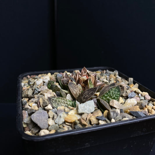 Gasteria minima f. Variegata