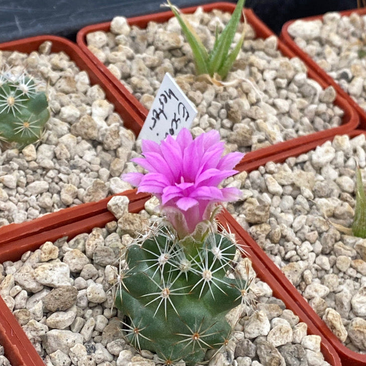 Escobaria hesteri
