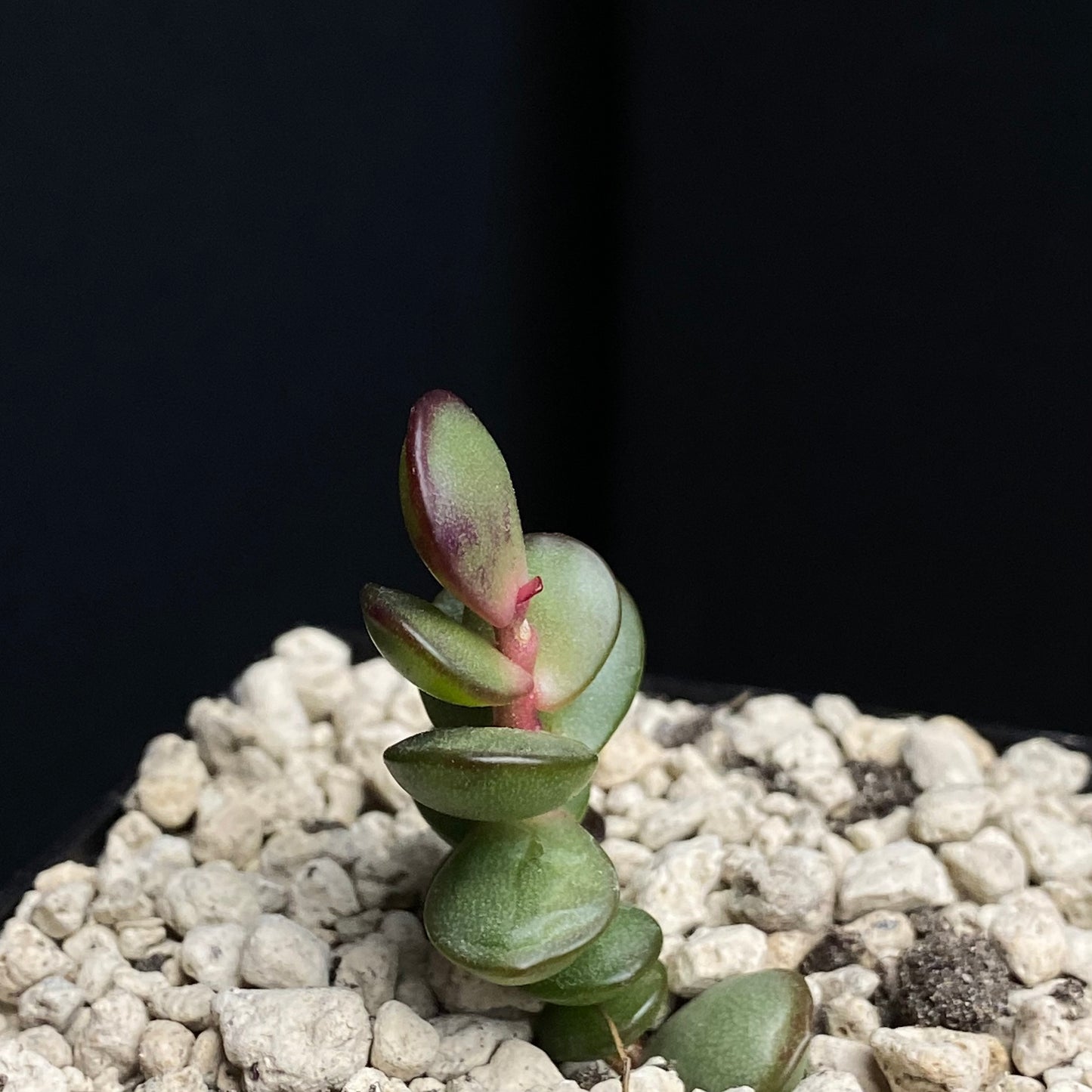 Adromischus subdistichus