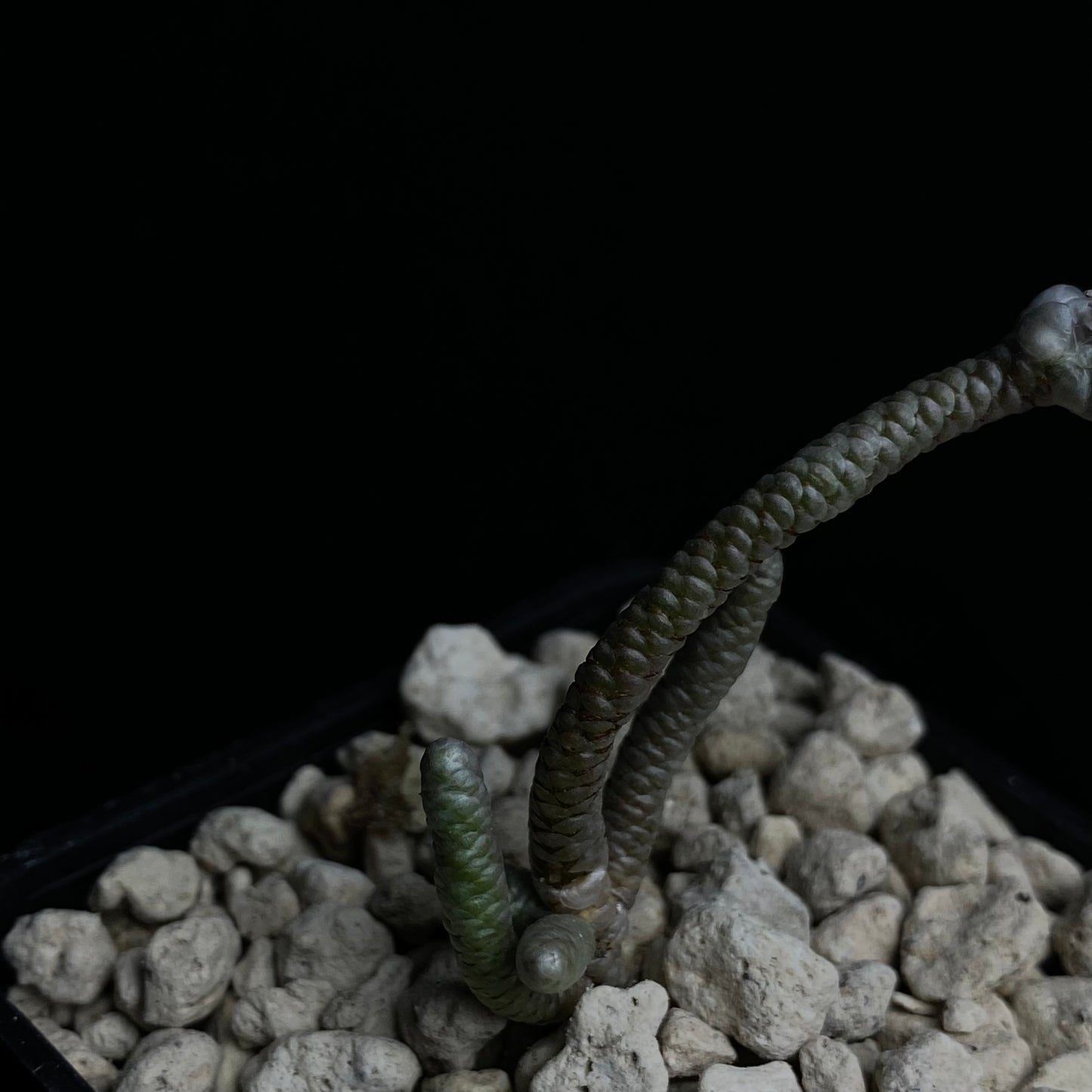 Avonia grisea (Hester Malan)