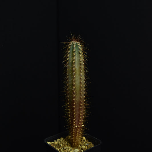 Cereus forbesii