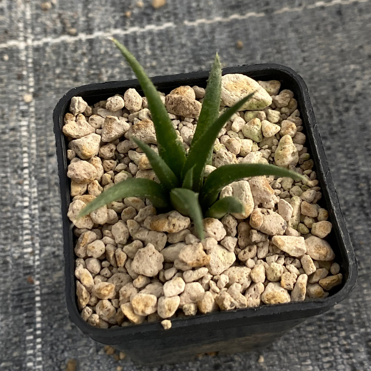 Haworthia angustifolia v. paucifolia IB06981