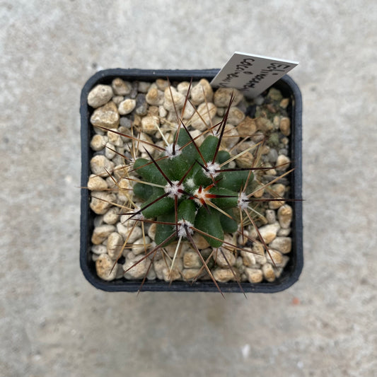 Echinocereus coccineus