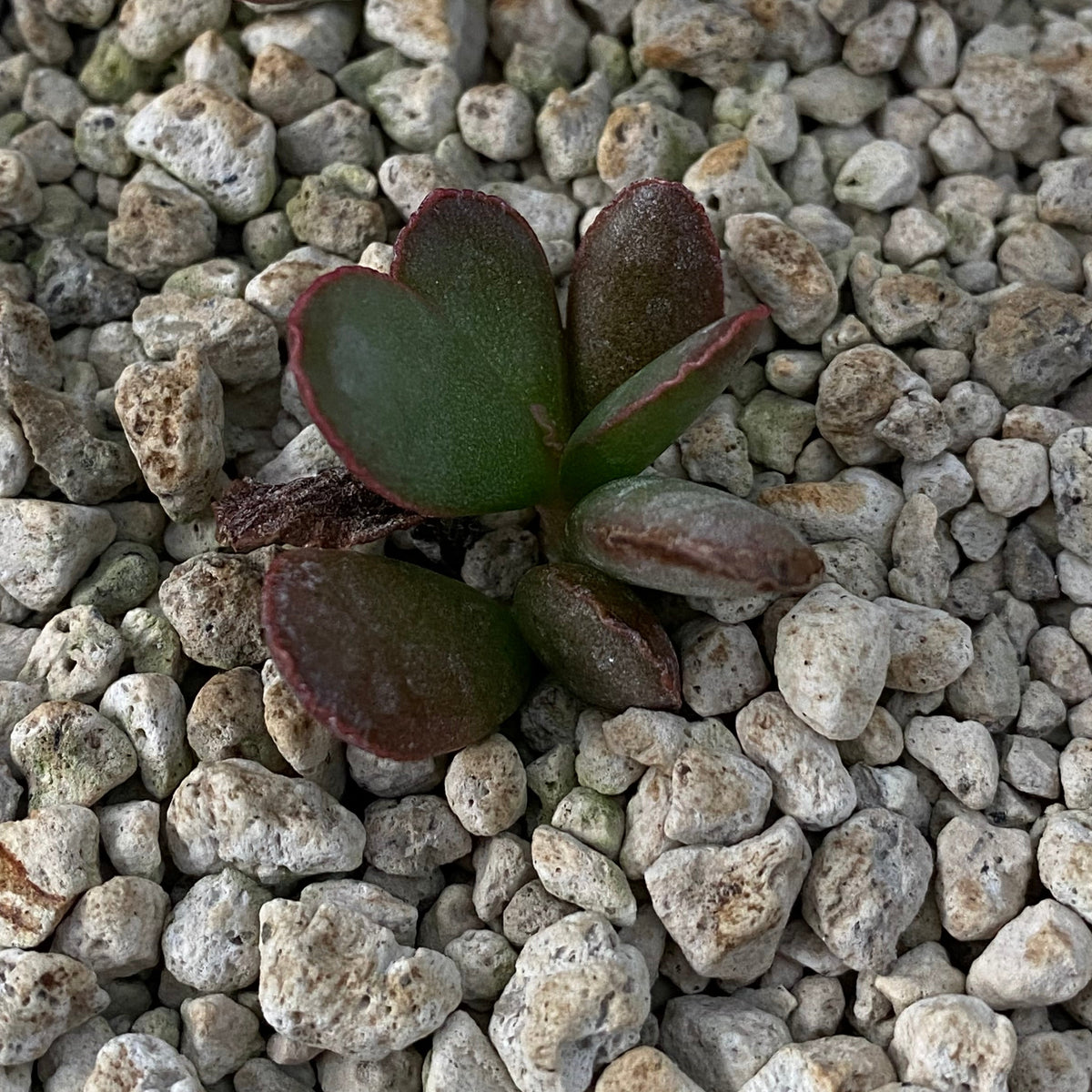 Adromischus inamoenus (Willowmore)